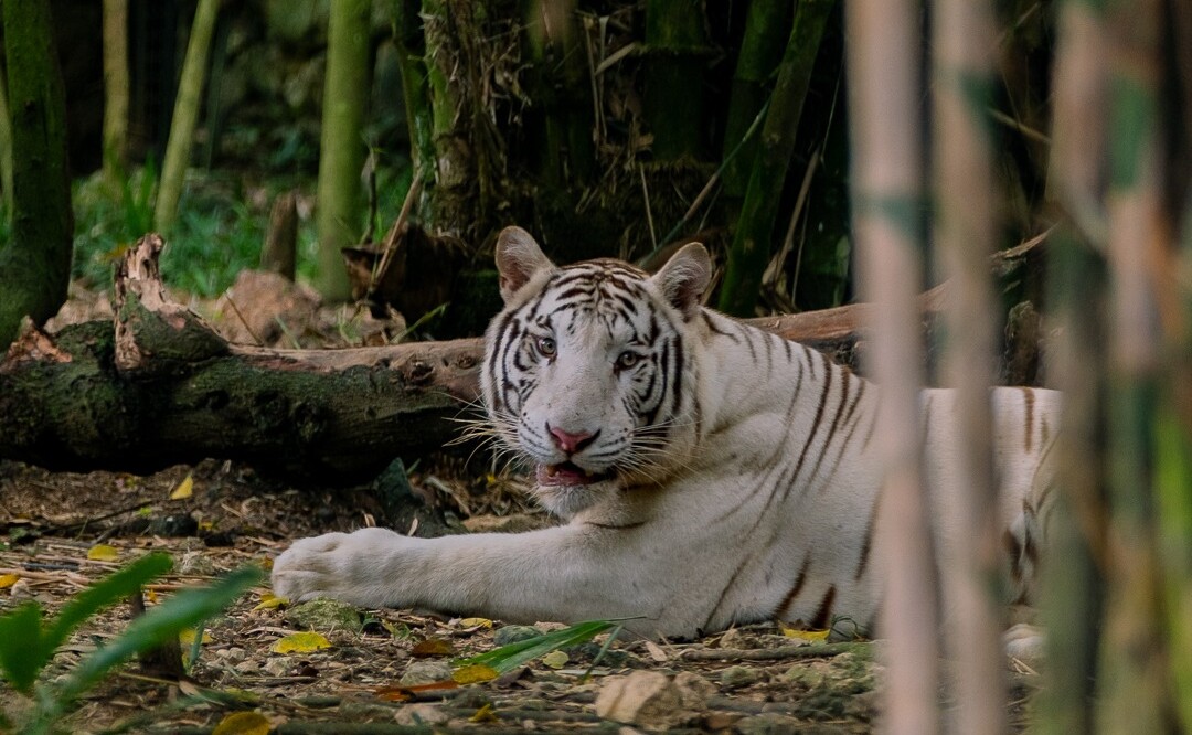 Cebu Safari Tour